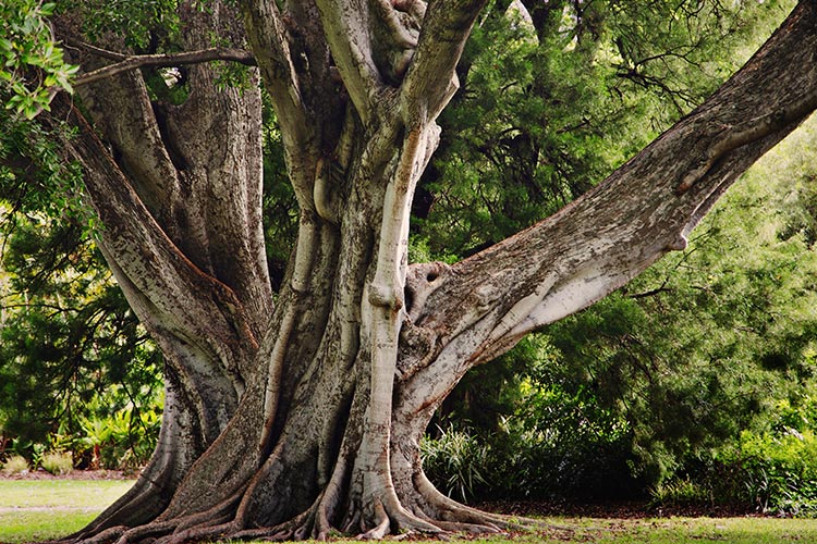 Bauwerte, So denken wir - Millionen Jahre Erfahrung: Holz!